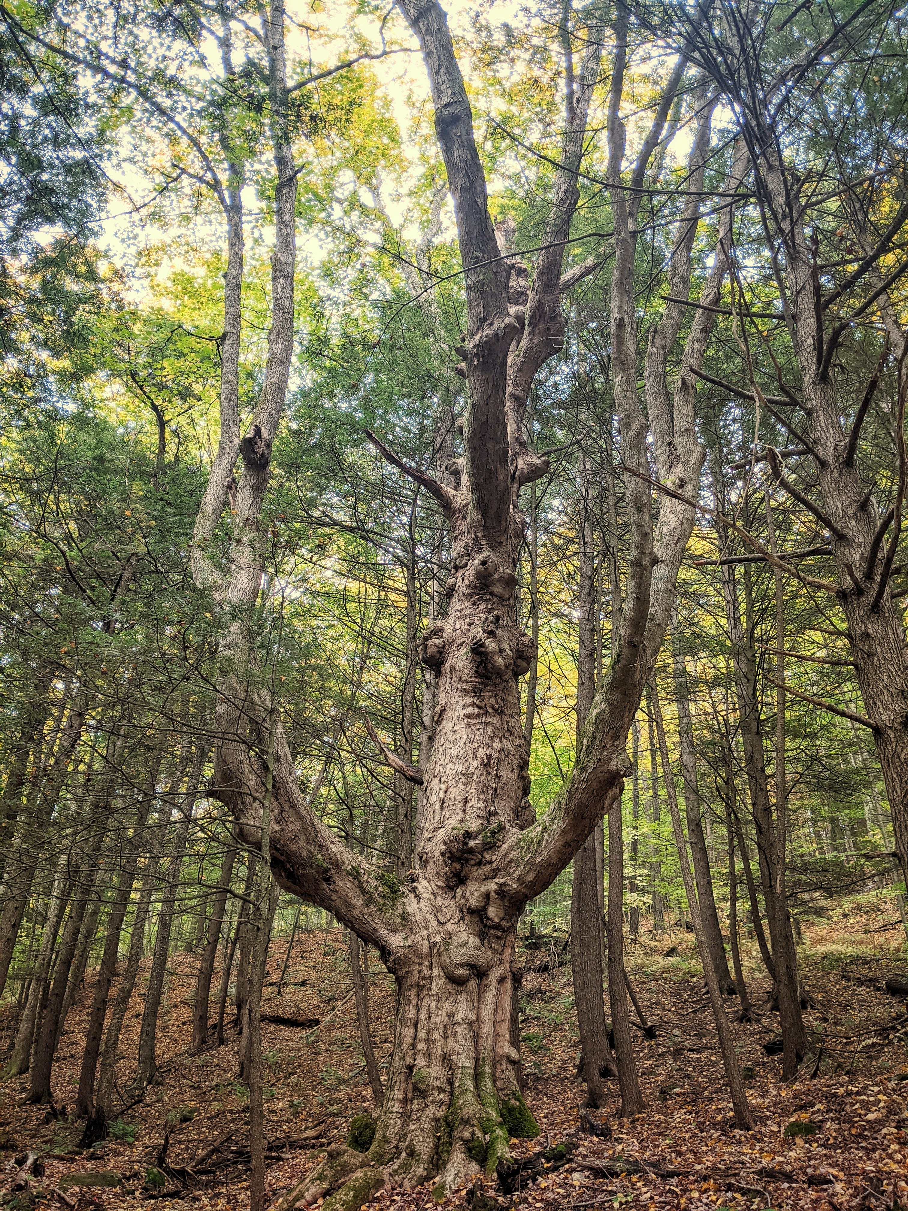 Large tree